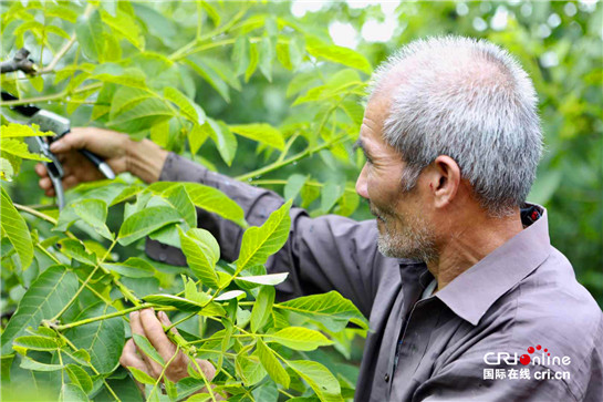 西北农林科技大学教授翟梅枝:五百里外的十年青春 西北农林科技大学教授翟梅枝:五百里外的十年青春