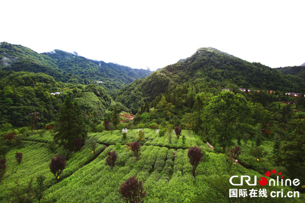 峨眉雪芽黑水有机茶基地在四川峨眉山正式揭牌