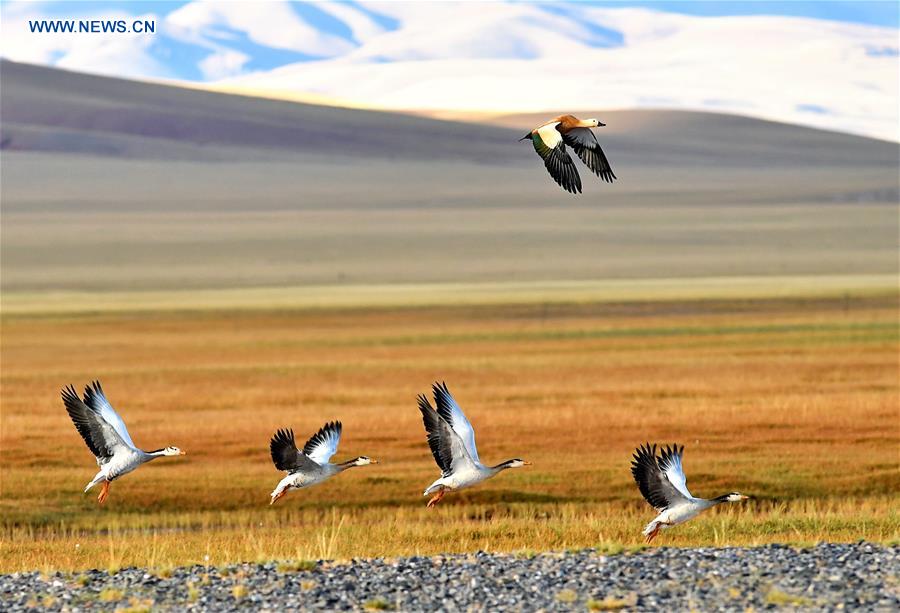 China's wetland area ranks 4th in the world