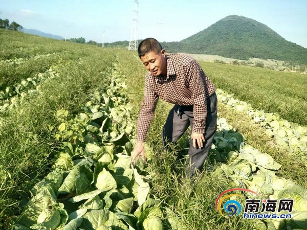【食品農業】昌江農戶40萬斤包菜滯銷 每斤僅售三四毛錢