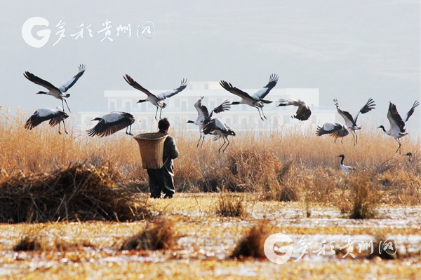 (大生态、市州 黔东南)从这里,走向生态文明新时代 (大生态、市州 黔东南)从这里,走向生态文明新时代