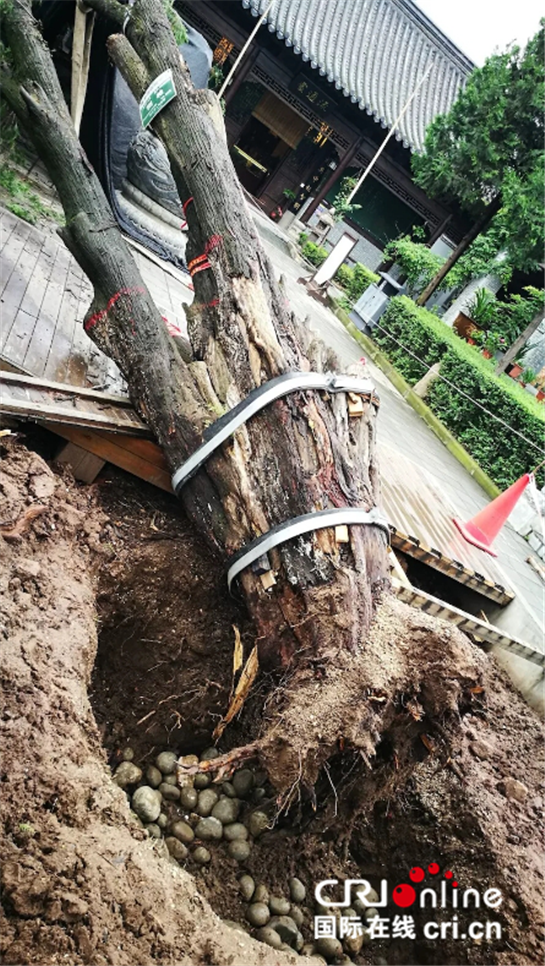 阴雨致西安古观音禅寺千年侧柏断根倒掉陕西省市区林业部门联手救护