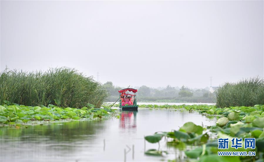 河南：荷韵