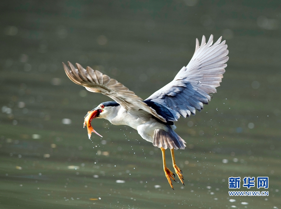 福建福州：夜鷺出擊 湖上捕魚