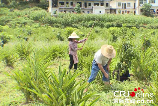 贵州六枝:发力特色庄园经济助农脱贫