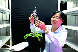 北京植物园培育出“高原牡丹”绿绒蒿