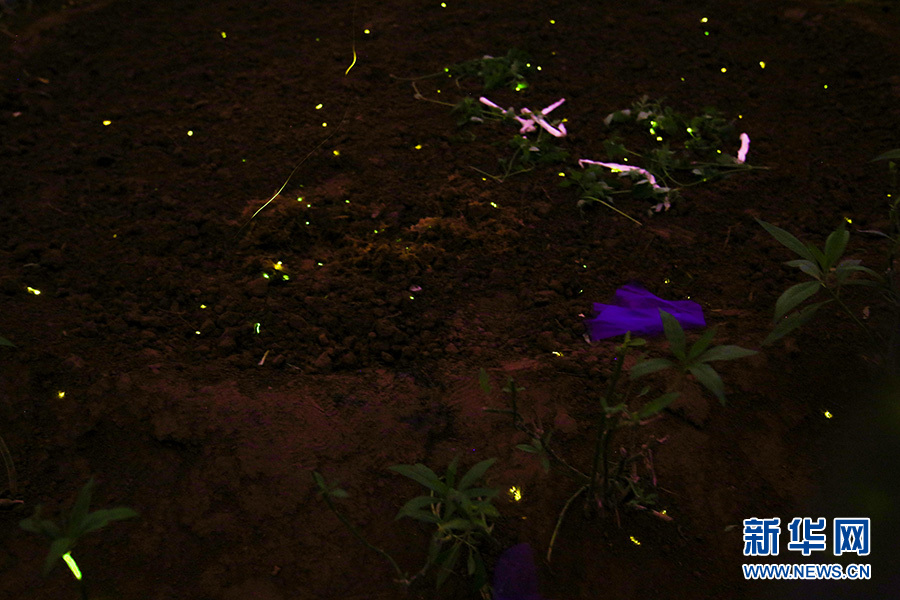 北京南宫看萤火虫飞舞 体验“会发光”的植物乐园