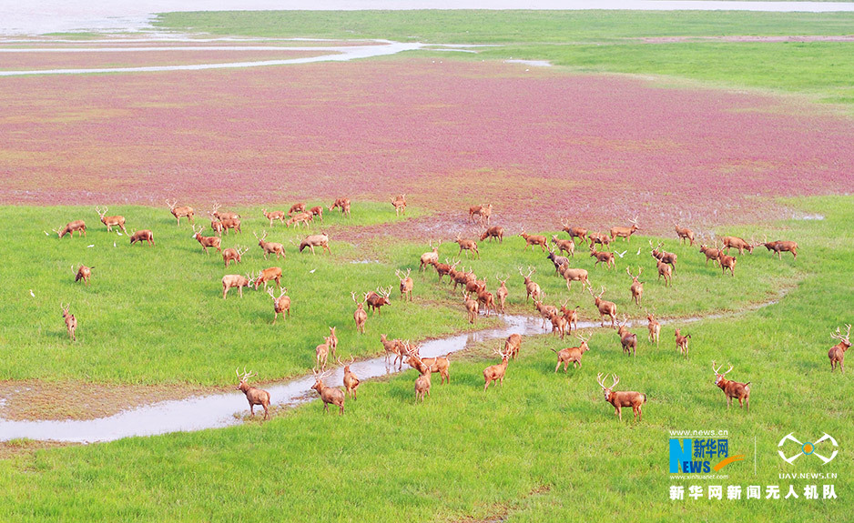航拍江苏大丰麋鹿保护区 遥见麋鹿在汀洲
