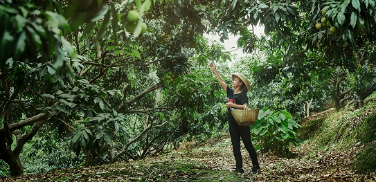 为新农人撑开“致富伞”,西瓜视频助力乡村振兴 为新农人撑开“致富伞”,西瓜视频助力乡村振兴