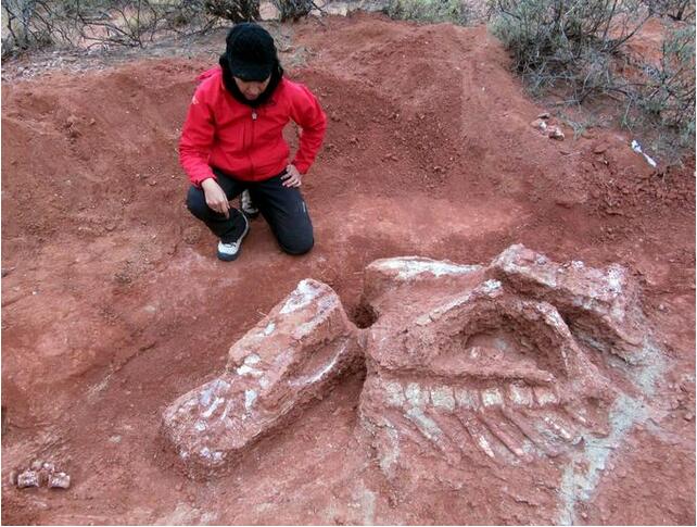 阿根廷发现巨型恐龙遗骸：距今逾两亿年！