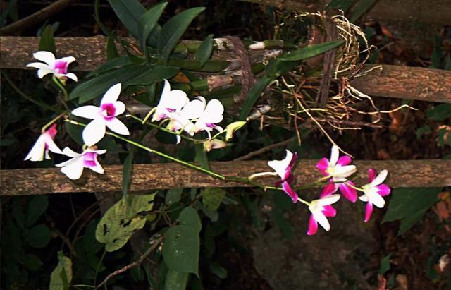 网红博士告诉你，海南到底有没有热带雨林？