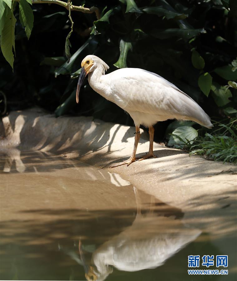 8只朱鹮幼鸟亮相广东
