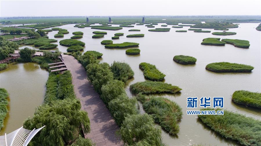 山东寿光：夏日湿地风光美