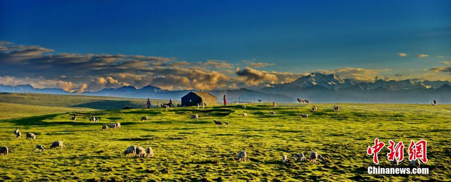 甘肅：七月祁連山綠波盪漾牛羊成群