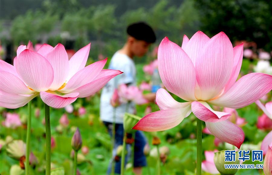 河南栾川：“荷韵飘香”助力乡村旅游