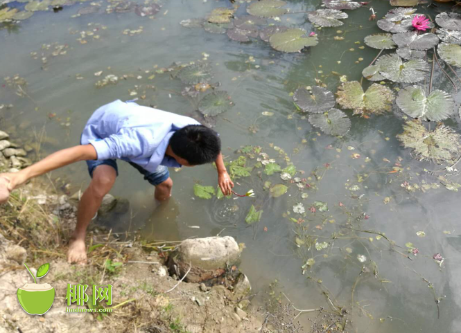 【視覺海南】【中下圖1】世界睡蓮育種專家三亞確認發現原生延藥睡蓮 【視覺海南】【中下圖1】世界睡蓮育種專家三亞確認發現原生延藥睡蓮