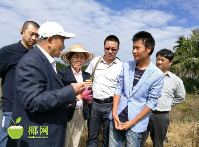 【視覺海南】【中下圖1】世界睡蓮育種專家三亞確認發現原生延藥睡蓮 【視覺海南】【中下圖1】世界睡蓮育種專家三亞確認發現原生延藥睡蓮