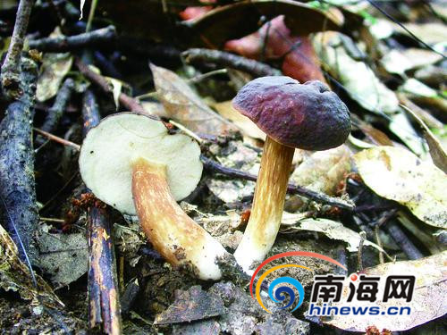 【视觉海南】【中下图2】这种“菇”你认识吗？ 海南鹦哥岭又发现新物种