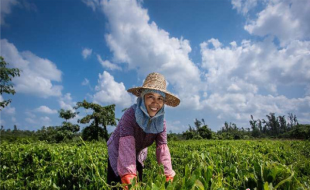 圖片默認標題 圖片默認標題