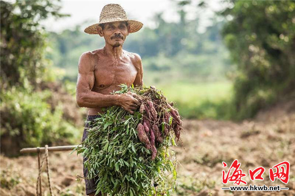 【食品農業】海口將投1500萬建設農業品牌標準化示範基地 【食品農業】海口將投1500萬建設農業品牌標準化示範基地