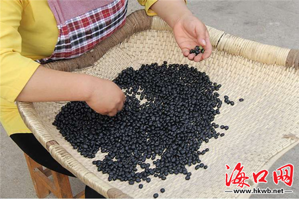 【食品農業】海口將投1500萬建設農業品牌標準化示範基地 【食品農業】海口將投1500萬建設農業品牌標準化示範基地