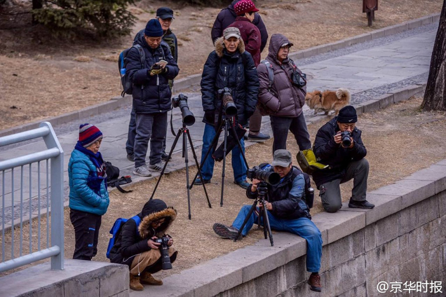 罕见丑鸭首次现身北京 摄影爱好者围观拍摄(组图)