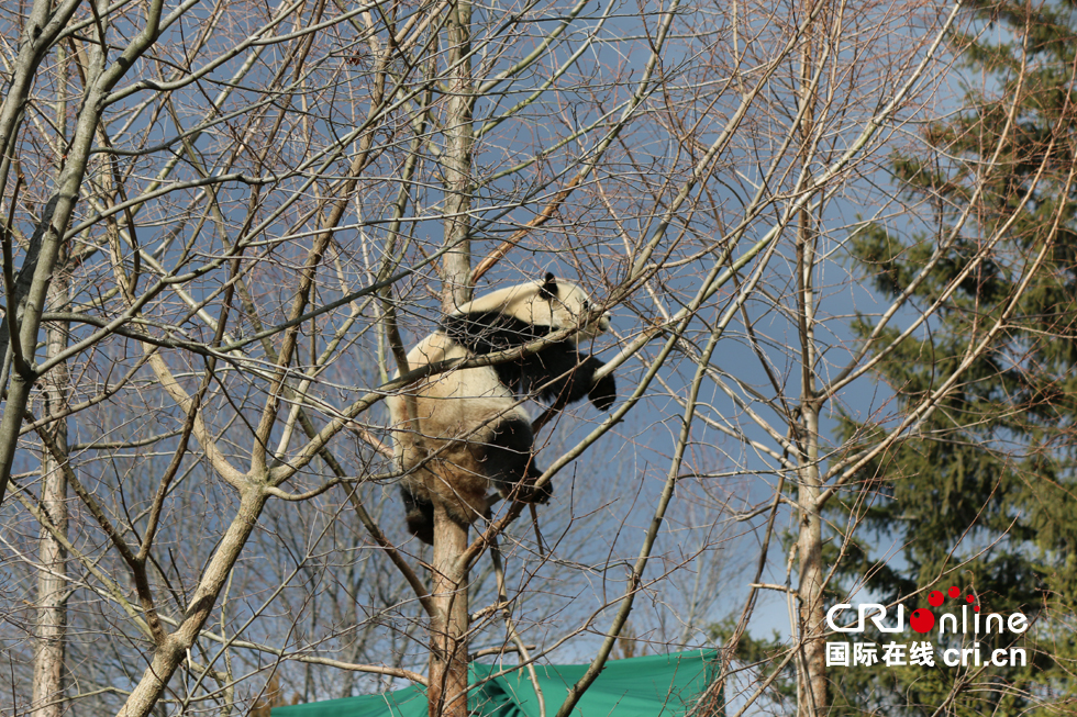 图片默认标题