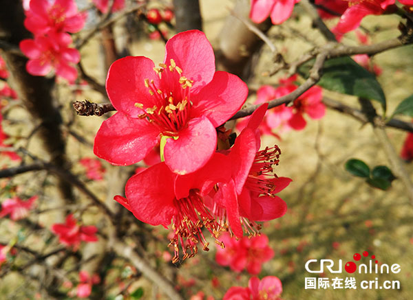 成都首届海棠花节开幕 来双流赏"棠满广都"盛景