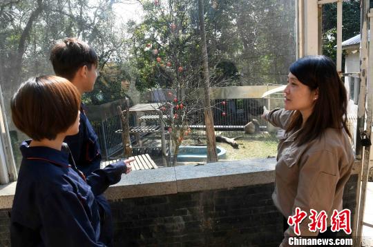 台湾大学生福州当上大熊猫“奶妈”“奶爸”