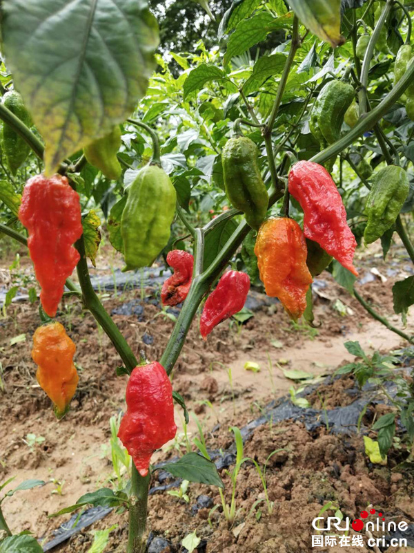 江油壹原草研发种植的涮涮辣(摄影 杨明)涮涮辣原产于云南德宏州的