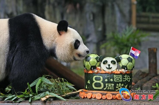 深圳野生動物園的大熊貓圓舟8周歲啦！