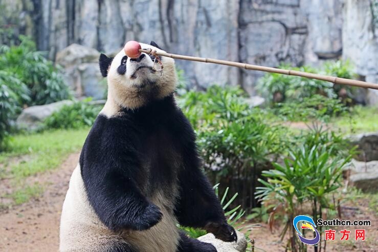 深圳野生動物園的大熊貓圓舟8周歲啦！