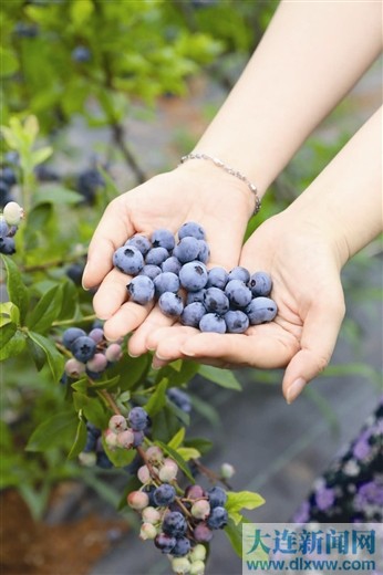 藍莓接棒大櫻桃延續永不落幕的採摘季