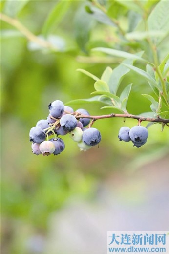 藍莓接棒大櫻桃延續永不落幕的採摘季