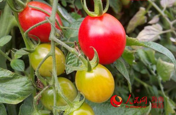 【食品農業】【即時快訊】昌江打造十月田鎮姜園村聖女果品牌 助農民增收 【食品農業】【即時快訊】昌江打造十月田鎮姜園村聖女果品牌 助農民增收