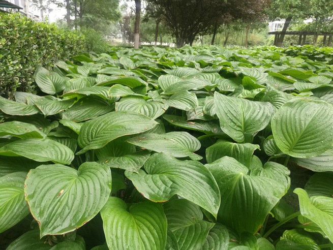 图片默认标题_fororder_団地のギボウシ