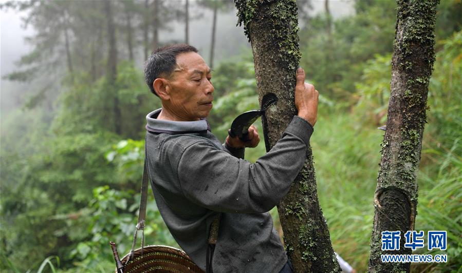 大山裏的割漆手藝人