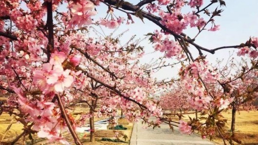 【旅游大文字】辰山植物园550米樱花大道下周进入盛花期