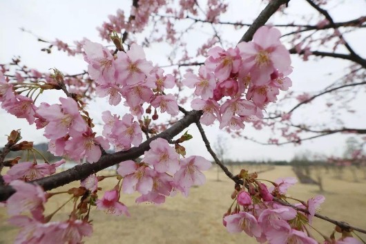 【旅游大文字】辰山植物园550米樱花大道下周进入盛花期