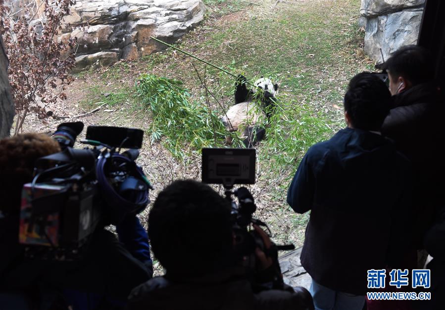 旅美大熊猫启程回国：搭乘波音777专机飞往成都