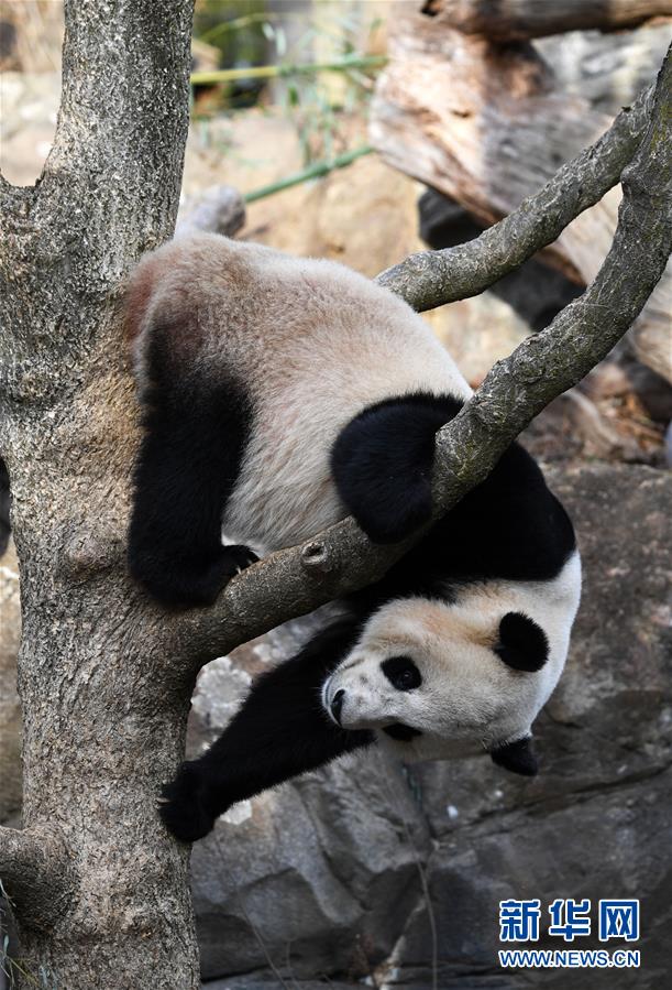 旅美大熊猫启程回国：搭乘波音777专机飞往成都