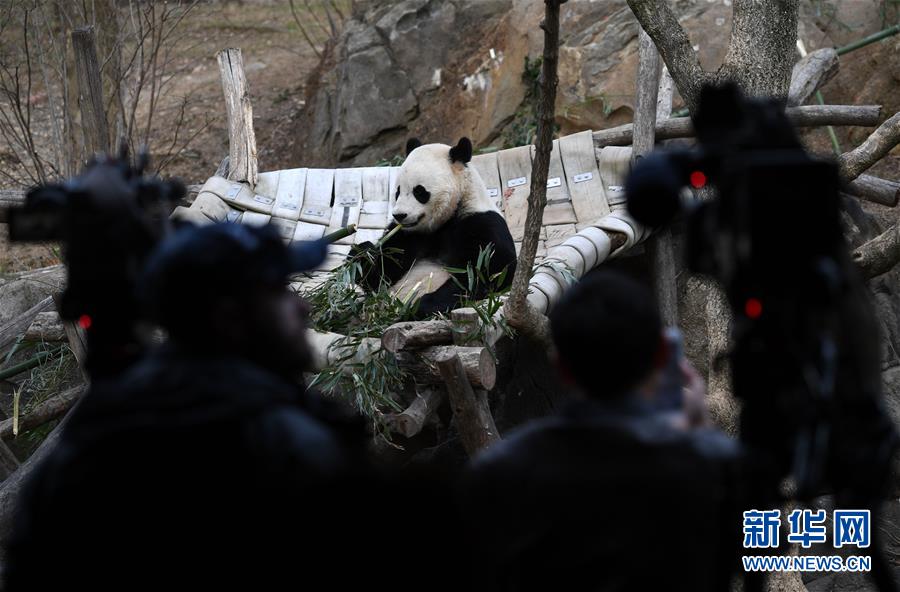 旅美大熊猫启程回国：搭乘波音777专机飞往成都