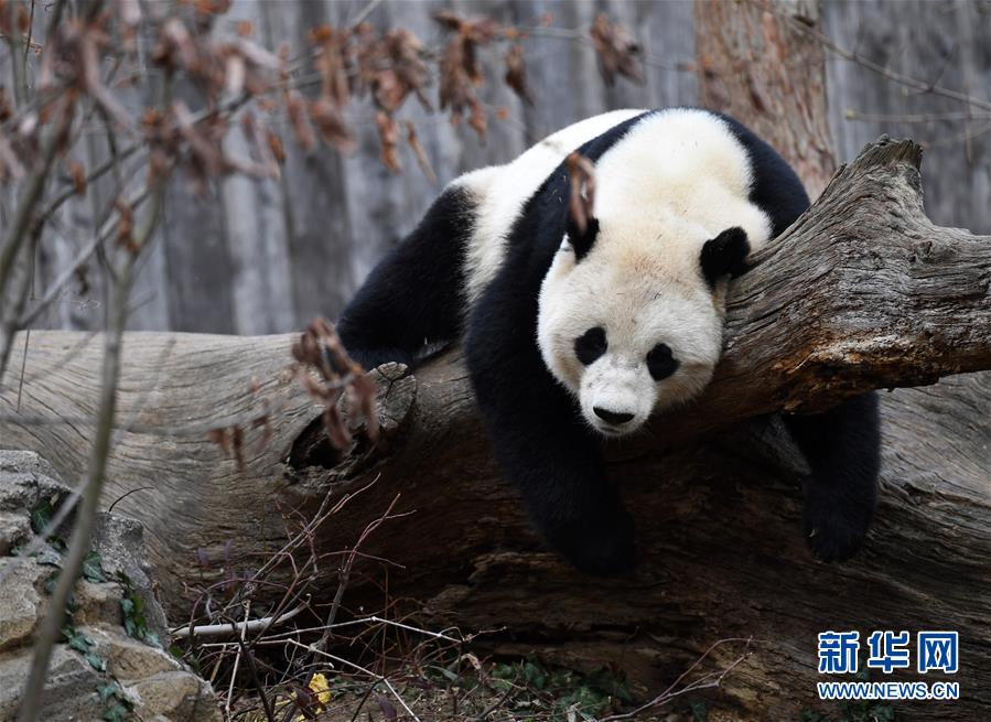 旅美大熊猫启程回国：搭乘波音777专机飞往成都