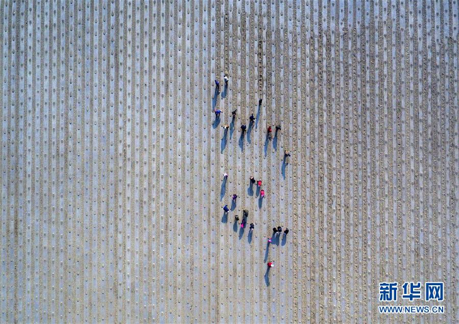 新疆焉耆盆地春耕拉开序幕(组图)