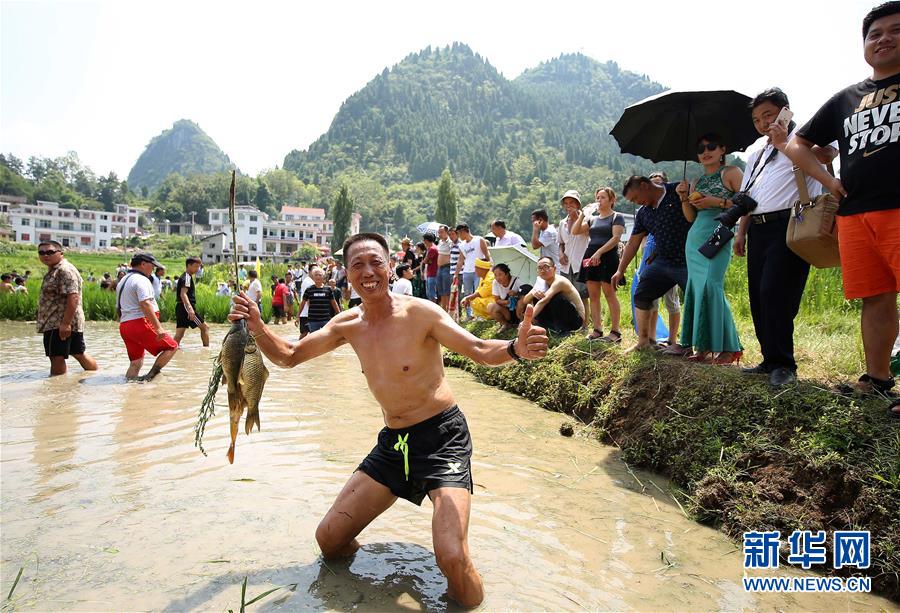 （滚动图/市州 铜仁）贵州玉屏：田间捉鱼欢