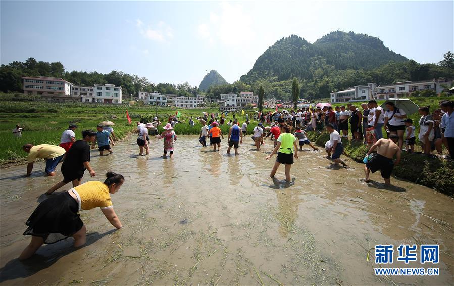 （滚动图/市州 铜仁）贵州玉屏：田间捉鱼欢