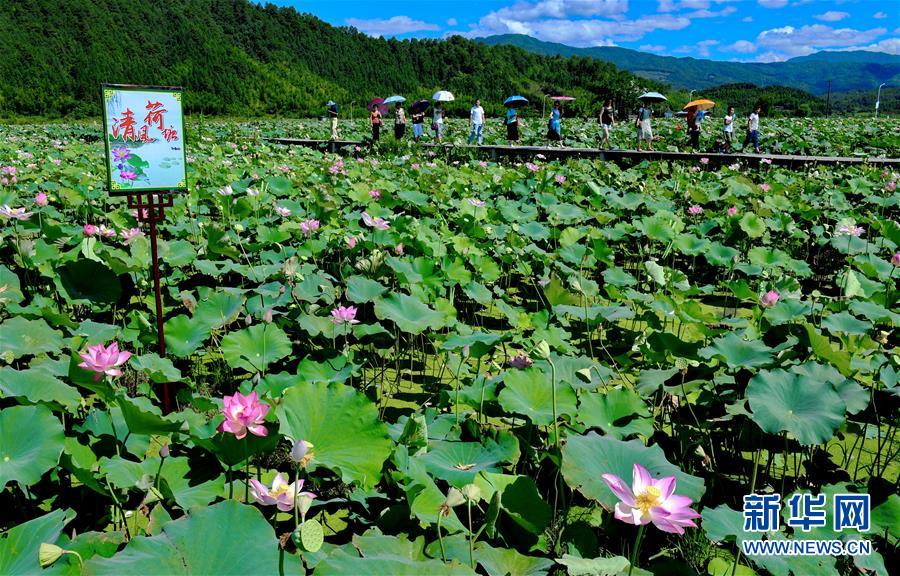 武夷山：清风荷塘引客来