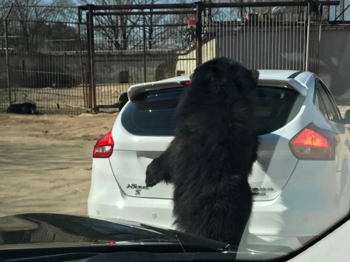 北京八达岭野生动物园游览轿车遭黑熊围堵