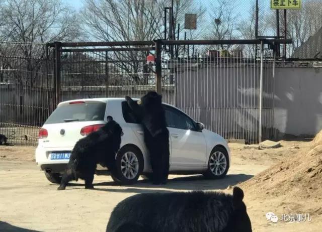 北京八达岭野生动物园游览轿车遭黑熊围堵