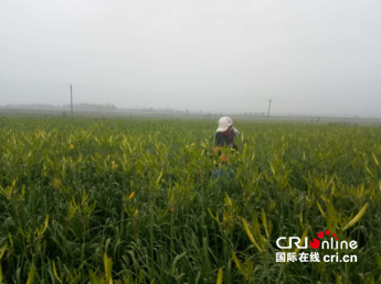 供稿【即時新聞】【移動版】【CRI看山西-列表】【三晉大地-大同】大同市天鎮縣李家莊打造産業脫貧“樣板村”